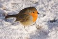 Robin
