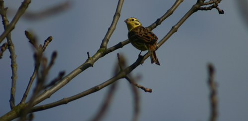 Yellowhammer