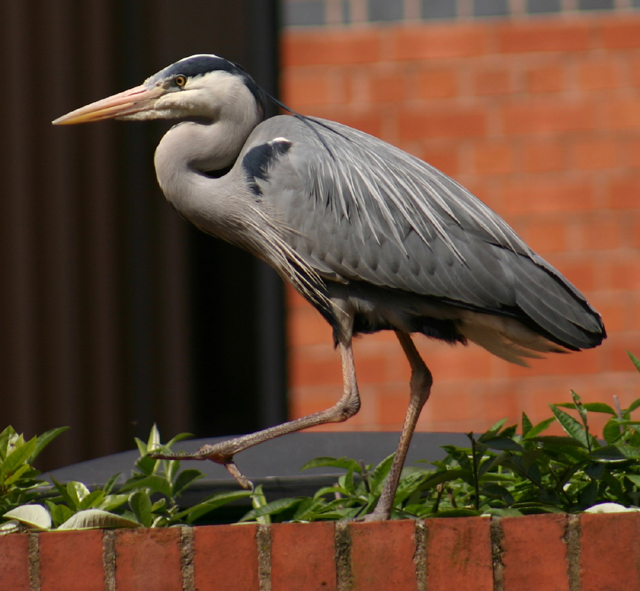 Heron