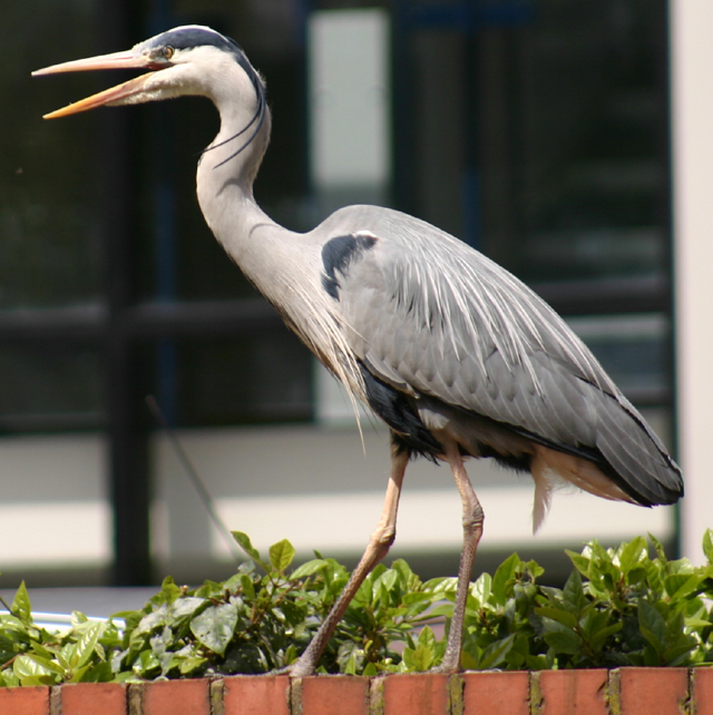 Heron
