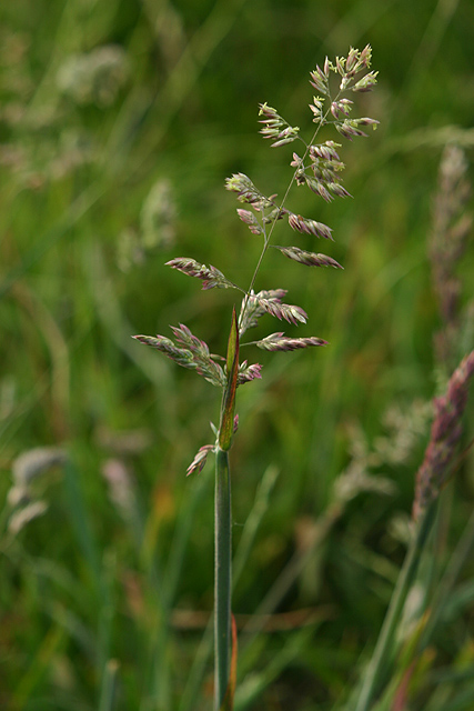 Grass