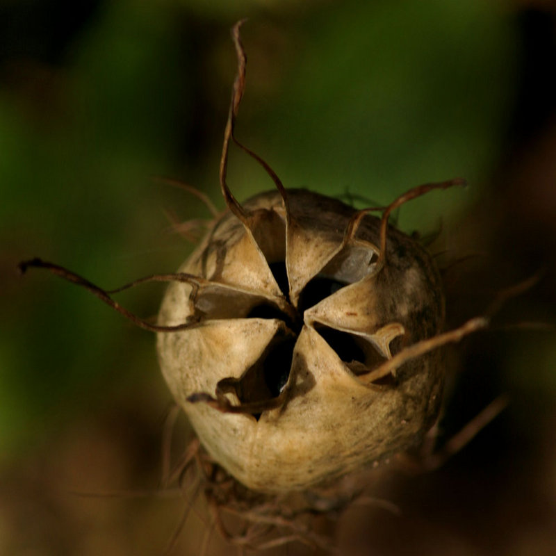 Monster Flower Head