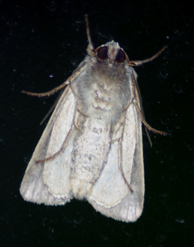 Under Moth