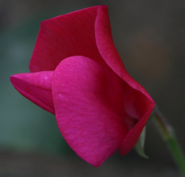 Sweet Pea