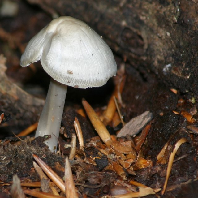Fungi