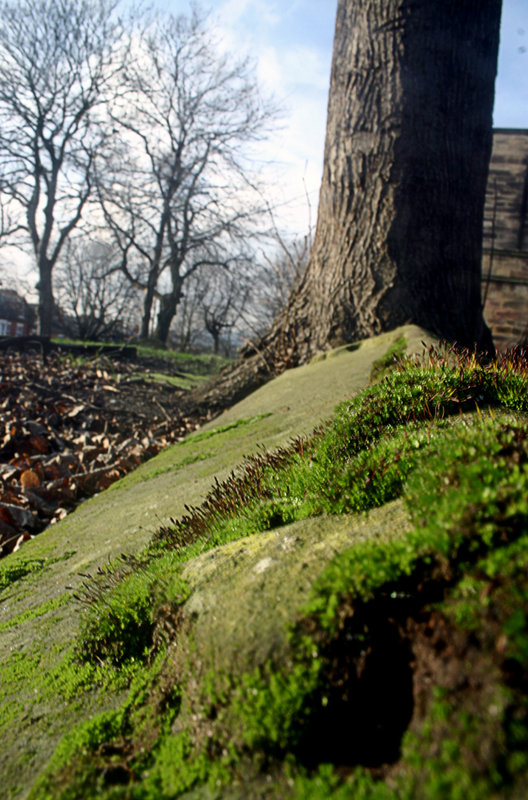 Grave Stone Moss
