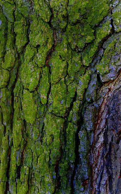Tree Bark