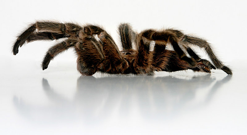 Taranchula