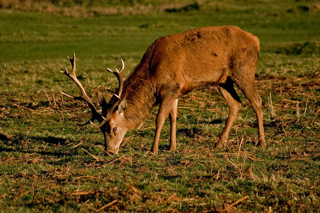 Deer