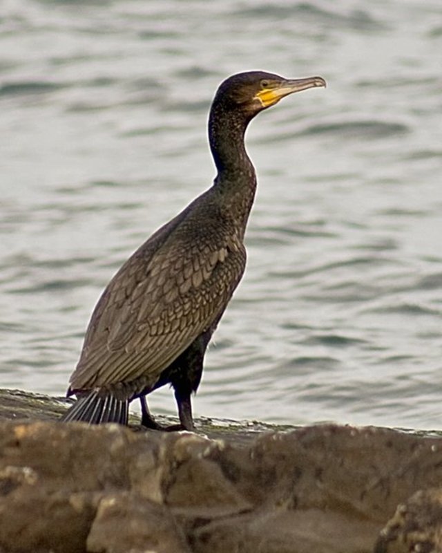 Cormorant