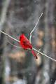 Cardinal in the Snow