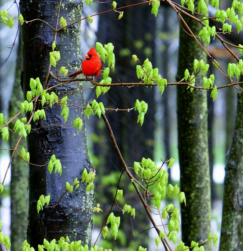 Cardinal in the Rain - (recrop)