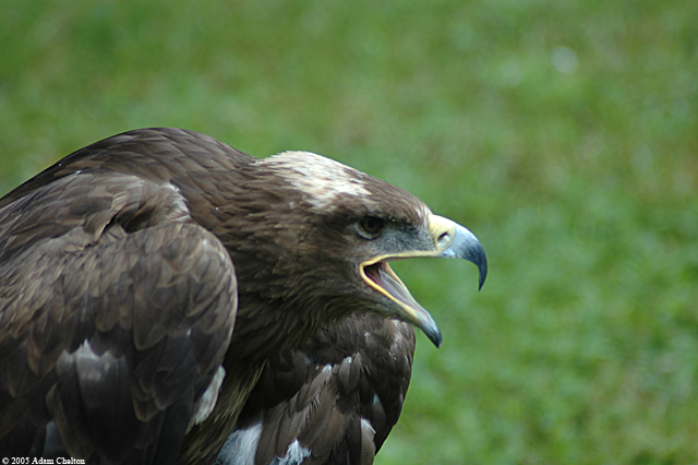 DSC_0519.jpg