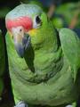 Parrot-close