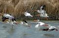 Flying Pelicans