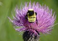 Bee On Wildflower