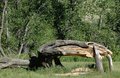 Broken Tree