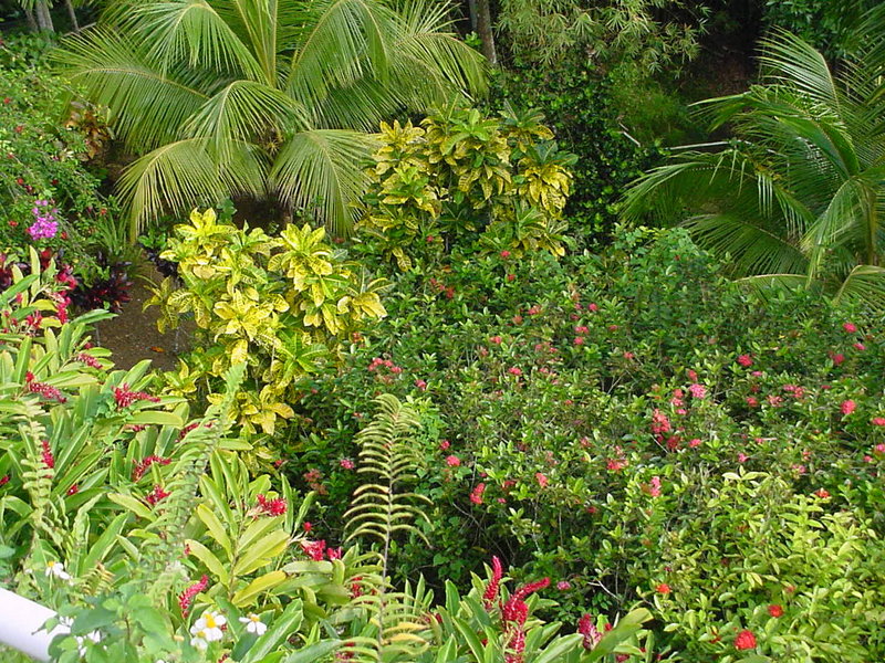 Botanical Gardens - Ochos Rios, Jamaica