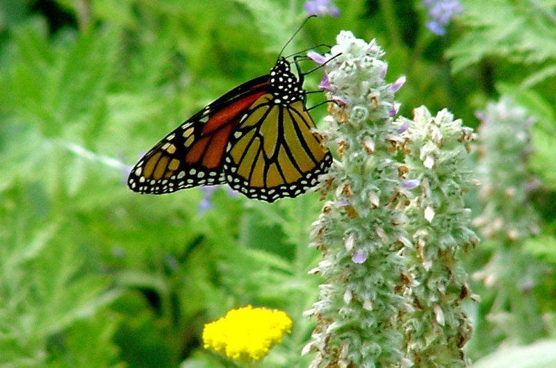 butterfly.jpg