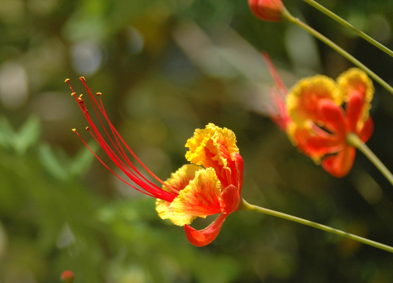 botgardens-orange.jpg