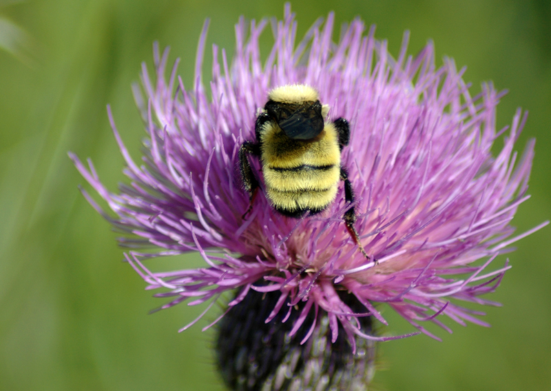 Bee On Wildflower