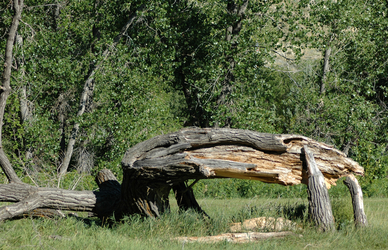 Broken Tree