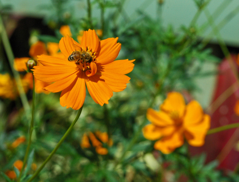 bee-nbt.jpg