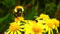 Bee