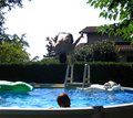 Dive With Me