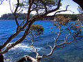 View From The Trees