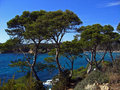 Mediteranean Trees