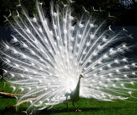 Majestic