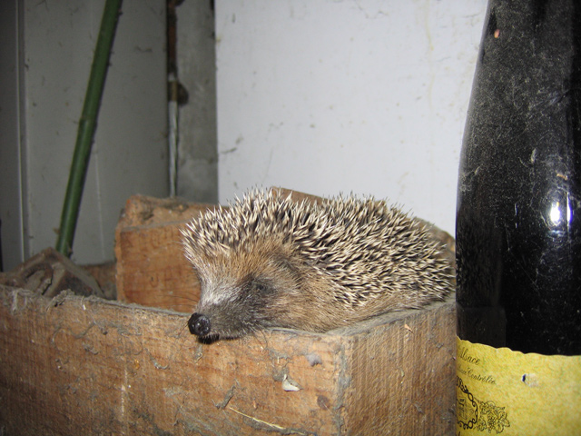 Hedgehog