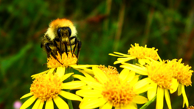 Bee