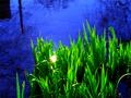 Painted Pond