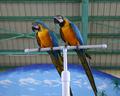 Pair of Parrots