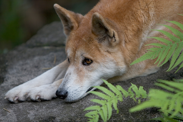 Lazy Dingo