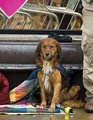 streetdog2.jpg