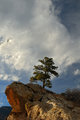 rockytree