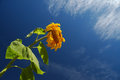 sunflower2.jpg