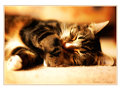 sleeping pus pus