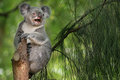 laughing koala