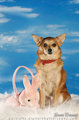 toy dog