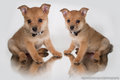 puppies