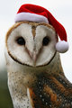 christmas owl