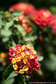 IMG_9631.jpg