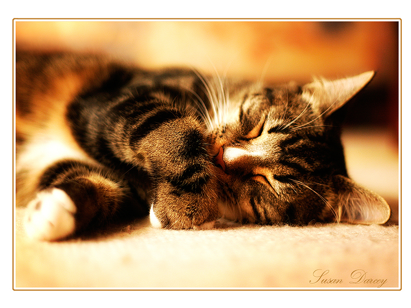 sleeping pus pus