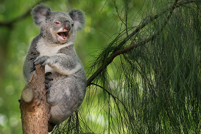 laughing koala