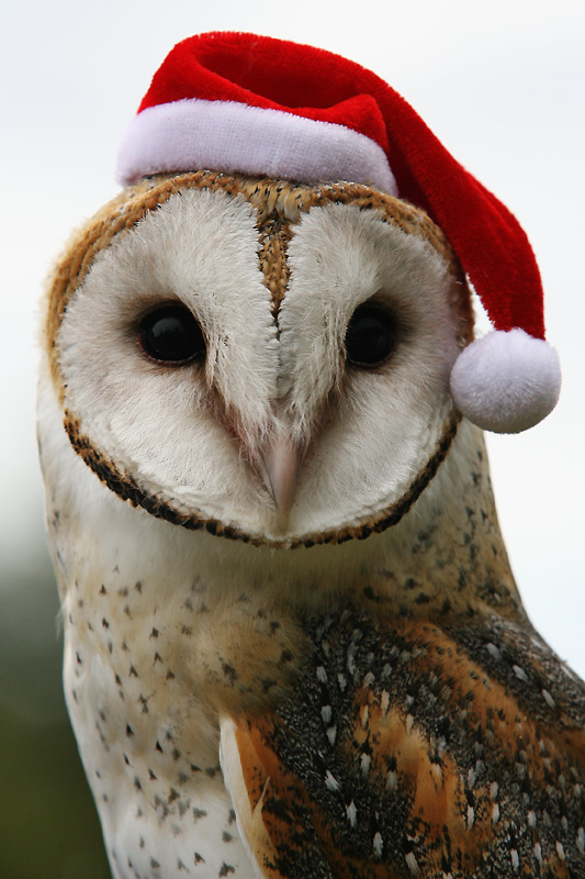 christmas owl