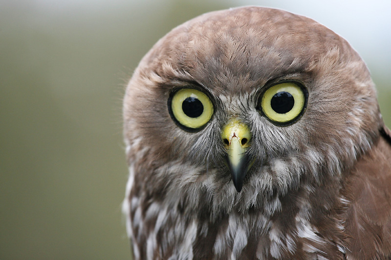 big green eyes